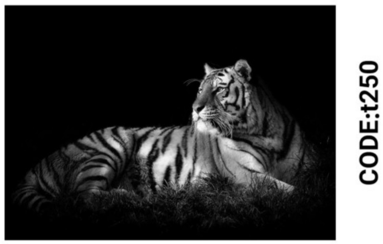 خرید ارزان فرشینه حیوانات فرشینه آفتاب کدT250مخمل شانل ترک استپدار