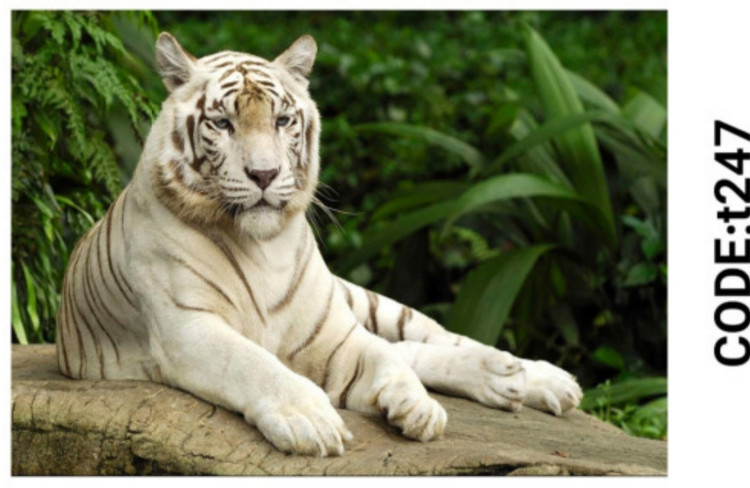 خرید ارزان فرشینه حیوانات فرشینه آفتاب کدT247مخمل شانل ترک استپدار