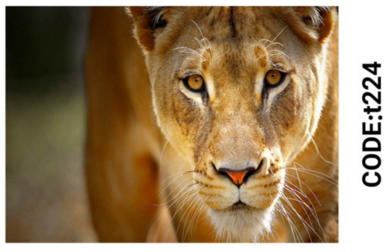 خرید ارزان فرشینه حیوانات فرشینه آفتاب کدT224مخمل شانل ترک استپدار