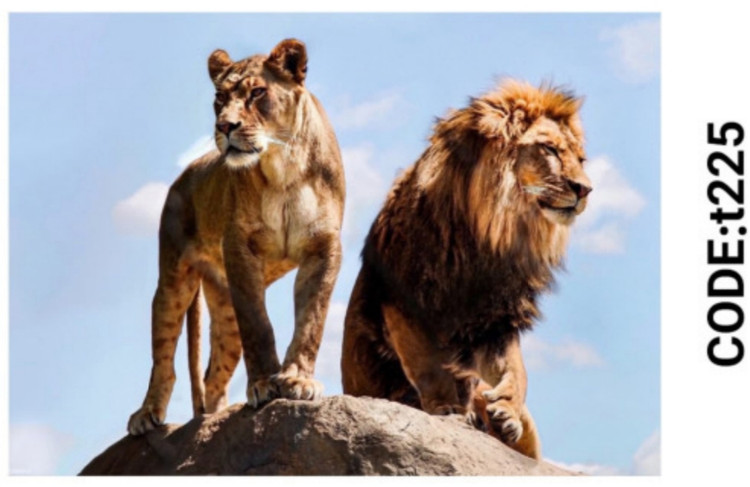 خرید ارزان فرشینه حیوانات فرشینه آفتاب کدT225مخمل شانل ترک استپدار