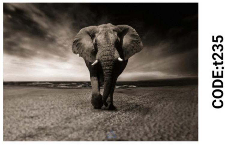 خرید ارزان فرشینه حیوانات فرشینه آفتاب کدT235مخمل شانل ترک استپدار