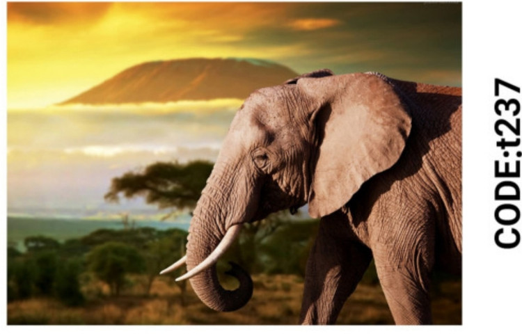 خرید ارزان فرشینه حیوانات فرشینه آفتاب کدT237مخمل شانل ترک استپدار