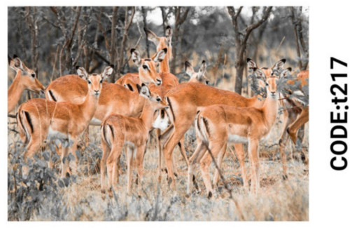 خرید ارزان فرشینه حیوانات فرشینه آفتاب کدT217مخمل شانل ترک استپدار