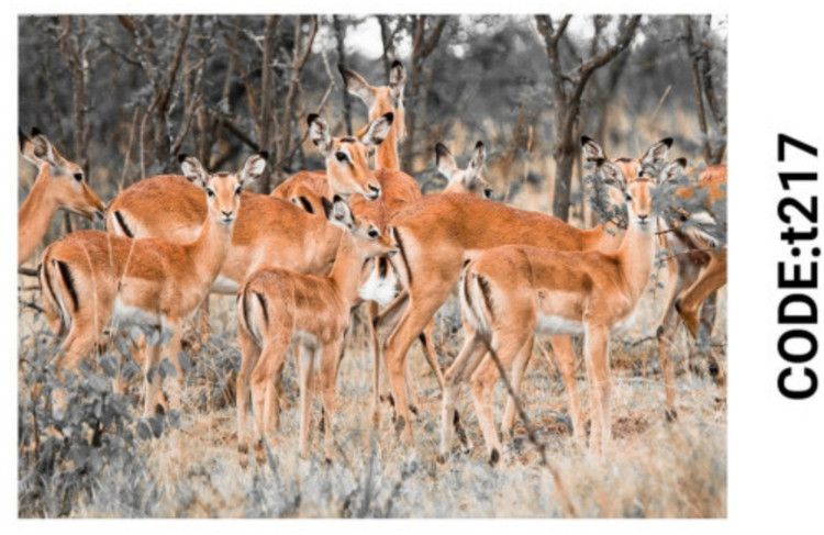 خرید ارزان فرشینه حیوانات فرشینه آفتاب کدT217مخمل شانل ترک استپدار