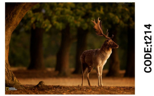 خرید ارزان فرشینه حیوانات فرشینه آفتاب کدT214مخمل شانل ترک استپدار