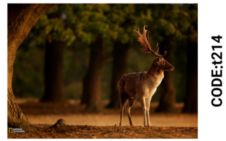 خرید ارزان فرشینه حیوانات فرشینه آفتاب کدT214مخمل شانل ترک استپدار