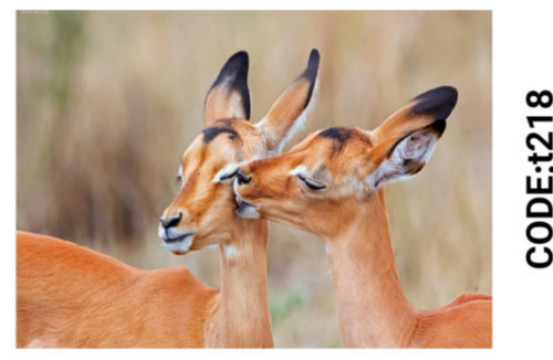 خرید ارزان فرشینه حیوانات فرشینه آفتاب کدT218مخمل شانل ترک استپدار