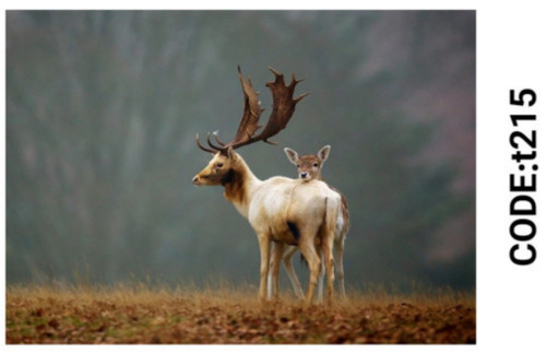 خرید ارزان فرشینه حیوانات فرشینه آفتاب کدT215مخمل شانل ترک استپدار