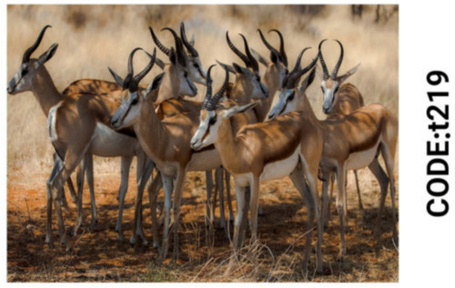 خرید ارزان فرشینه حیوانات فرشینه آفتاب کدT219مخمل شانل ترک استپدار