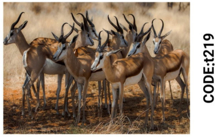 خرید ارزان فرشینه حیوانات فرشینه آفتاب کدT219مخمل شانل ترک استپدار